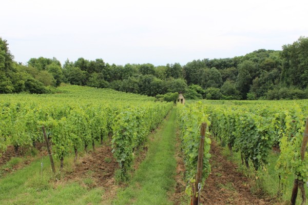 Les parcelles de vignes à proximité immédiate du village.