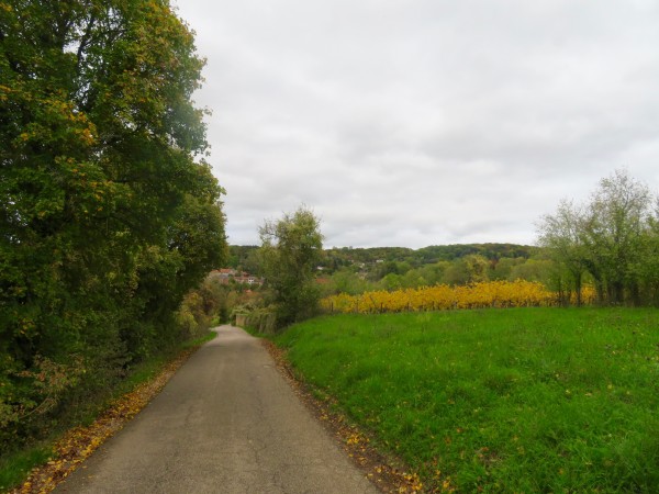 Parcelles de vignes en entrée de village.