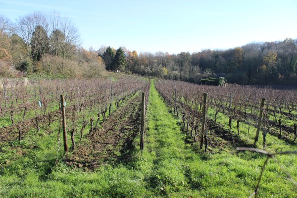 Les vignes en secteur AOC depuis le chemin à proximité du village