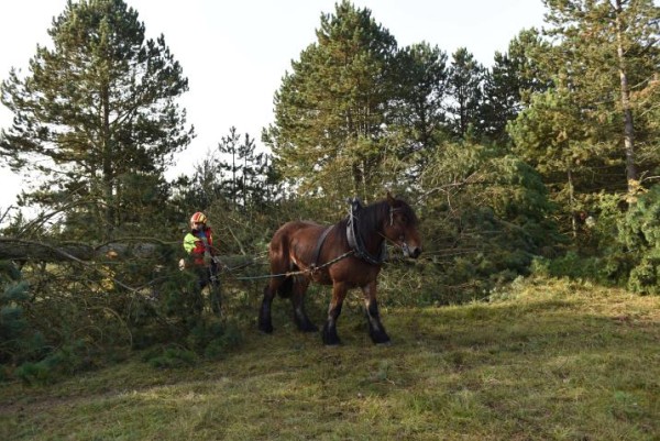 Intervention de débardage avec cheval de trait sur les pelouses Natura 2000 du plateau de Lorry. (crédits : Metz Métropole)
