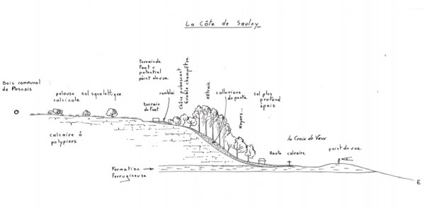 Exemple d'implantation des milieux et dynamiques végétales : la Côte au niveau de Saulny.