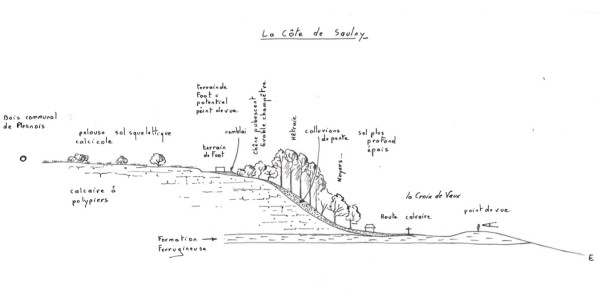 Exemple d'implantation des milieux et dynamiques végétales : la Côte au niveau de Saulny.